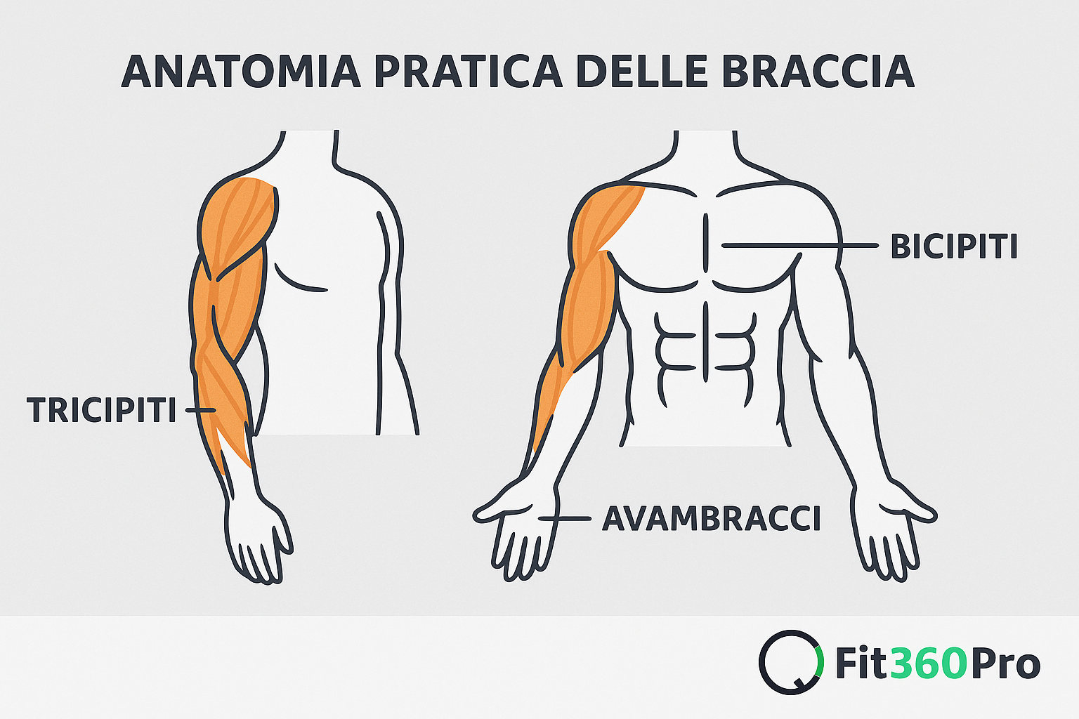 Schema anatomia braccia: bicipiti, tricipiti, avambracci